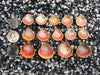 0040 lot of sunrise shells