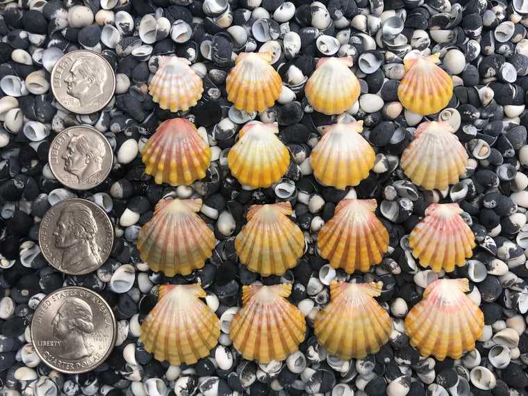 0032 lot of sunrise shells