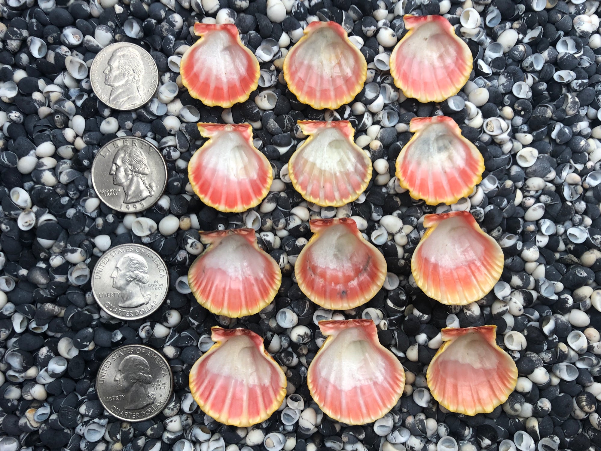 0101 lot of sunrise shells
