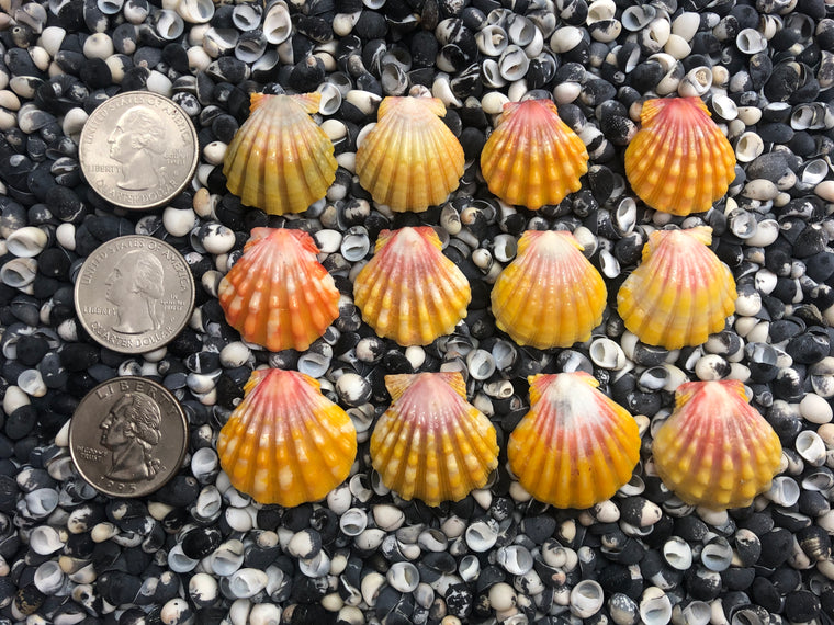 0085 lot of sunrise shells