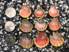 0092 lot of sunrise shells