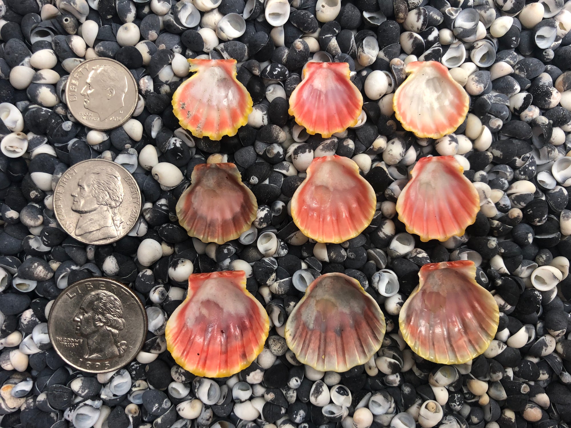 0094 lot of sunrise shells