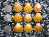 0098 lot of sunrise shells