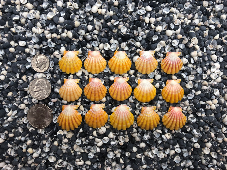 0013 lot of sunrise shells