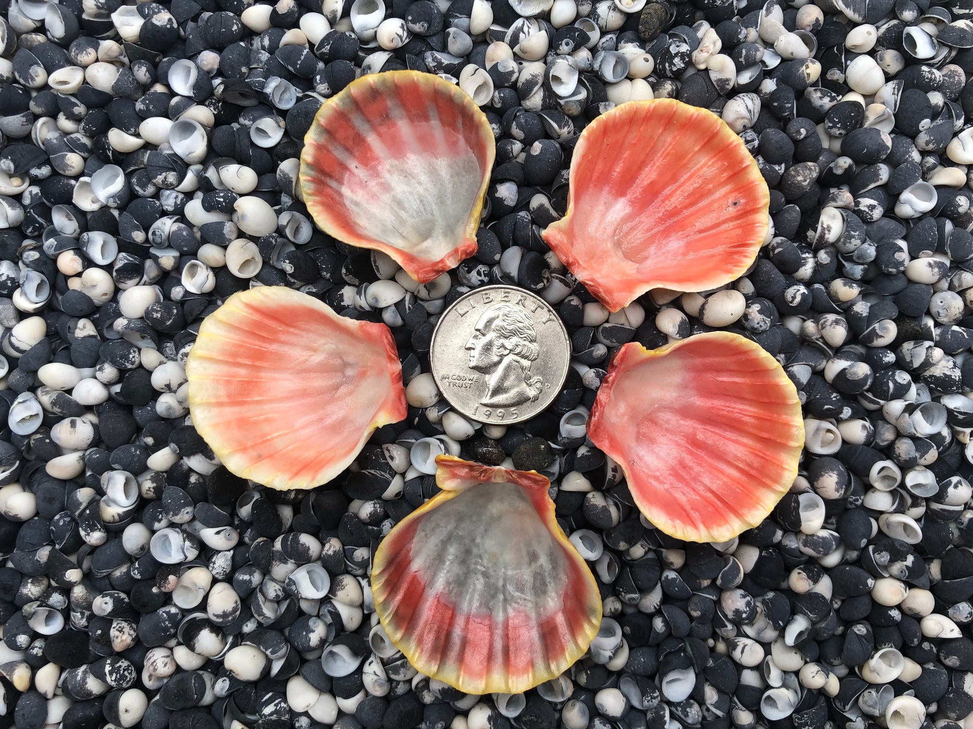 0022 lot of sunrise shells