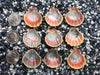 0026 lot of sunrise shells
