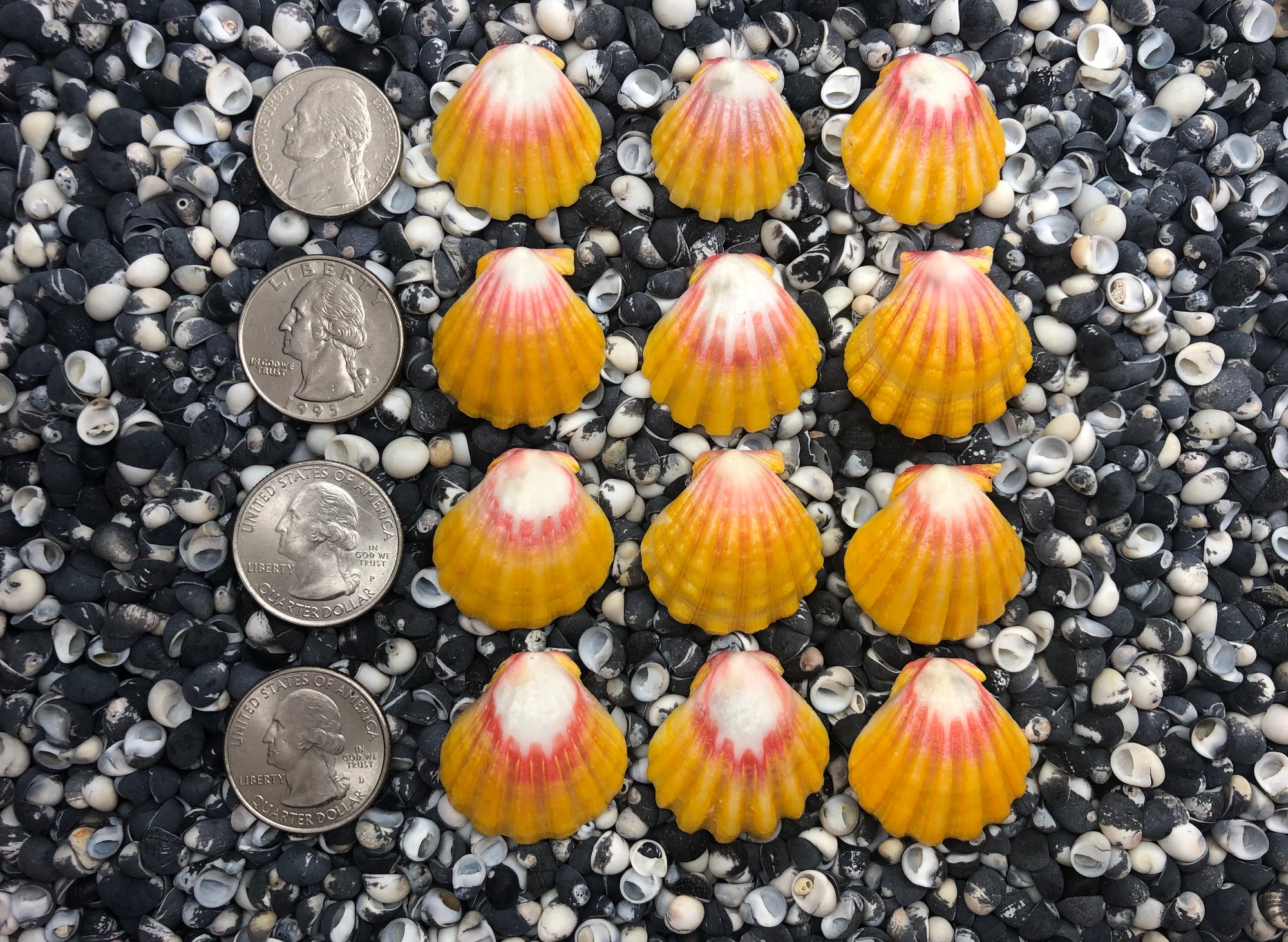 0100 lot of sunrise shells