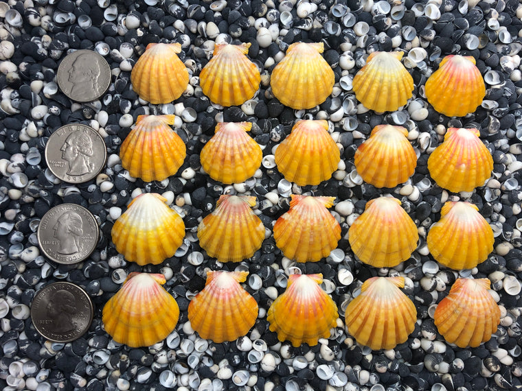 0104 lot of sunrise shells