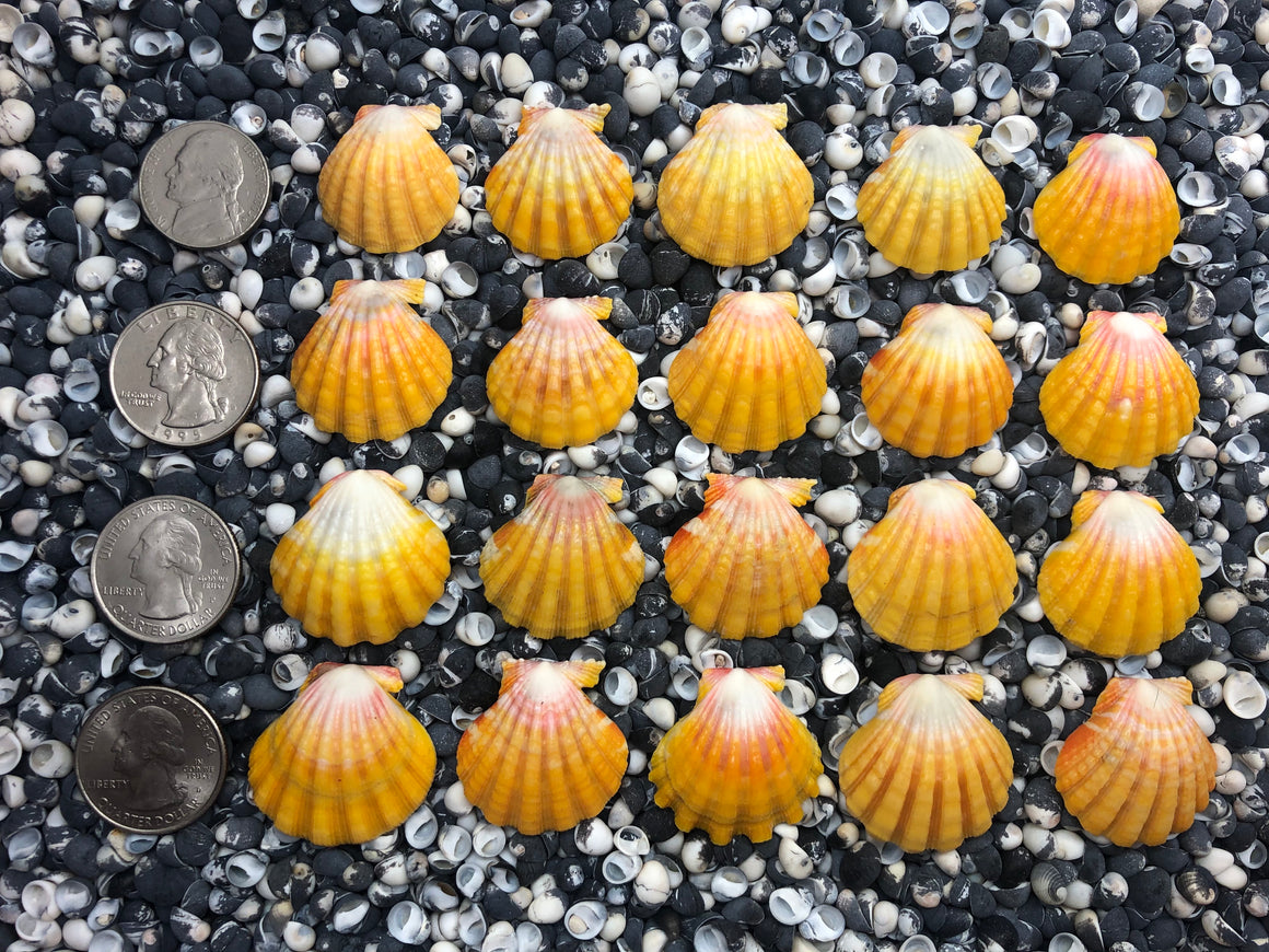 0104 lot of sunrise shells