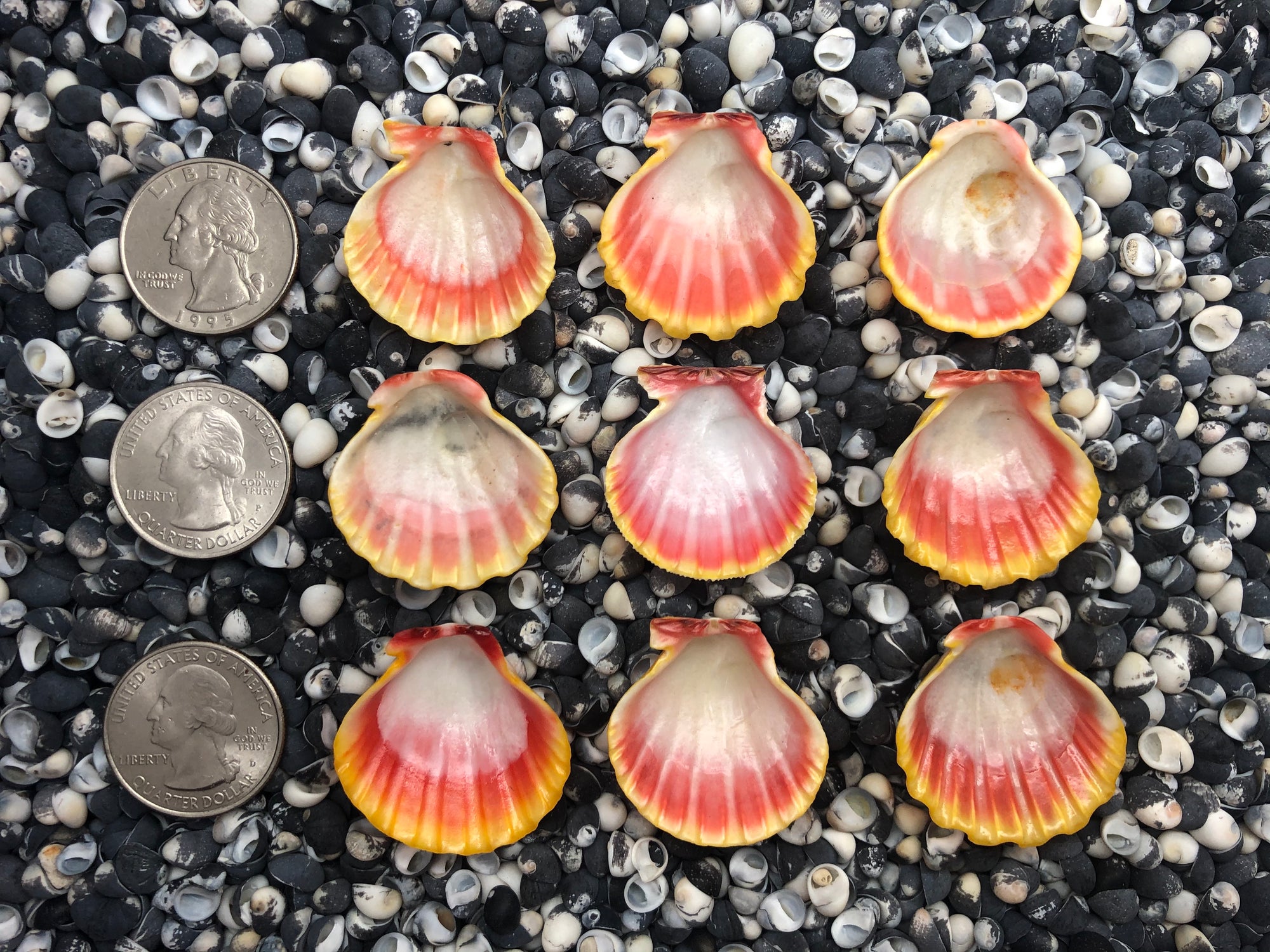 0098 lot of sunrise shells