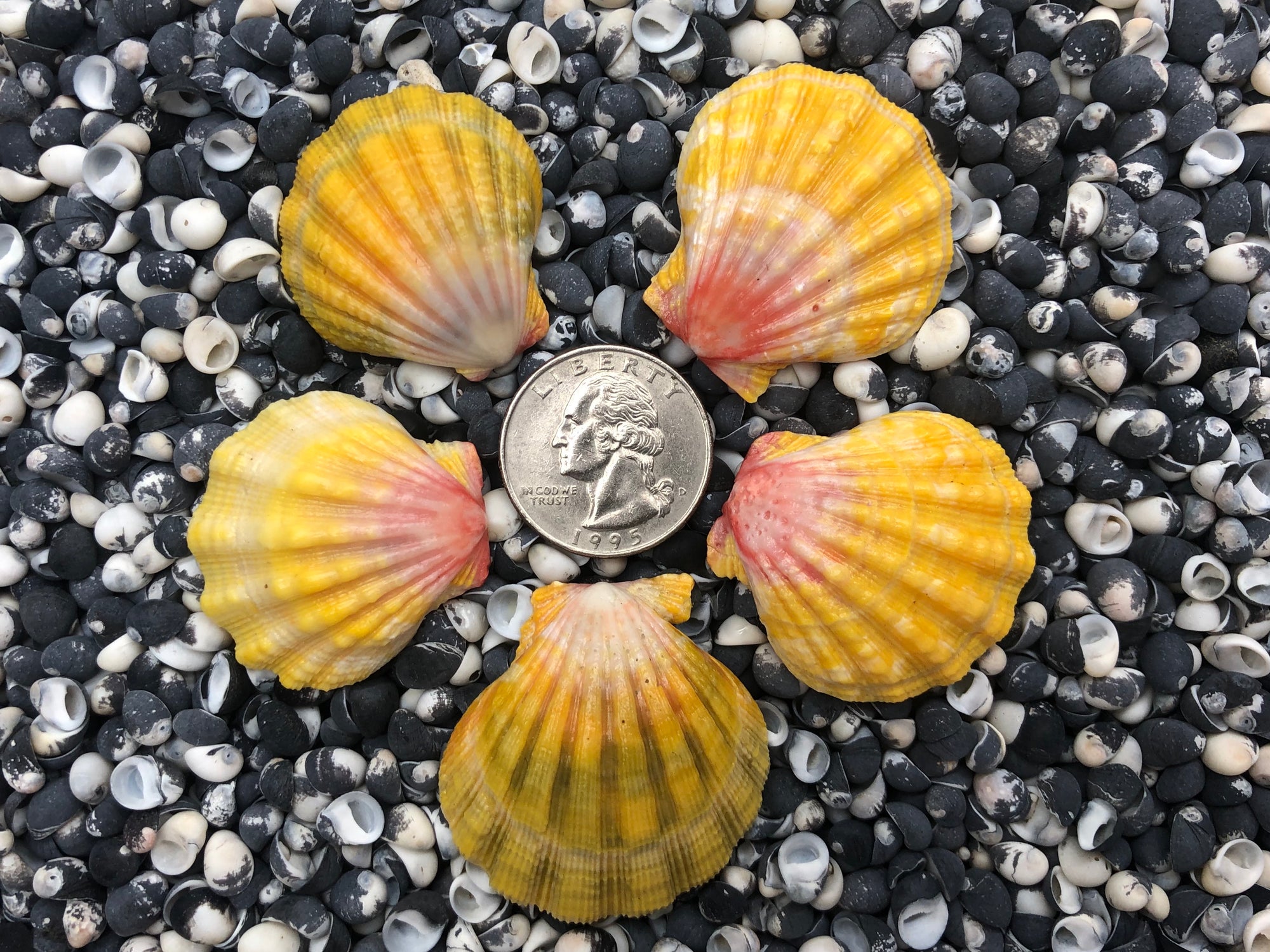 0022 lot of sunrise shells