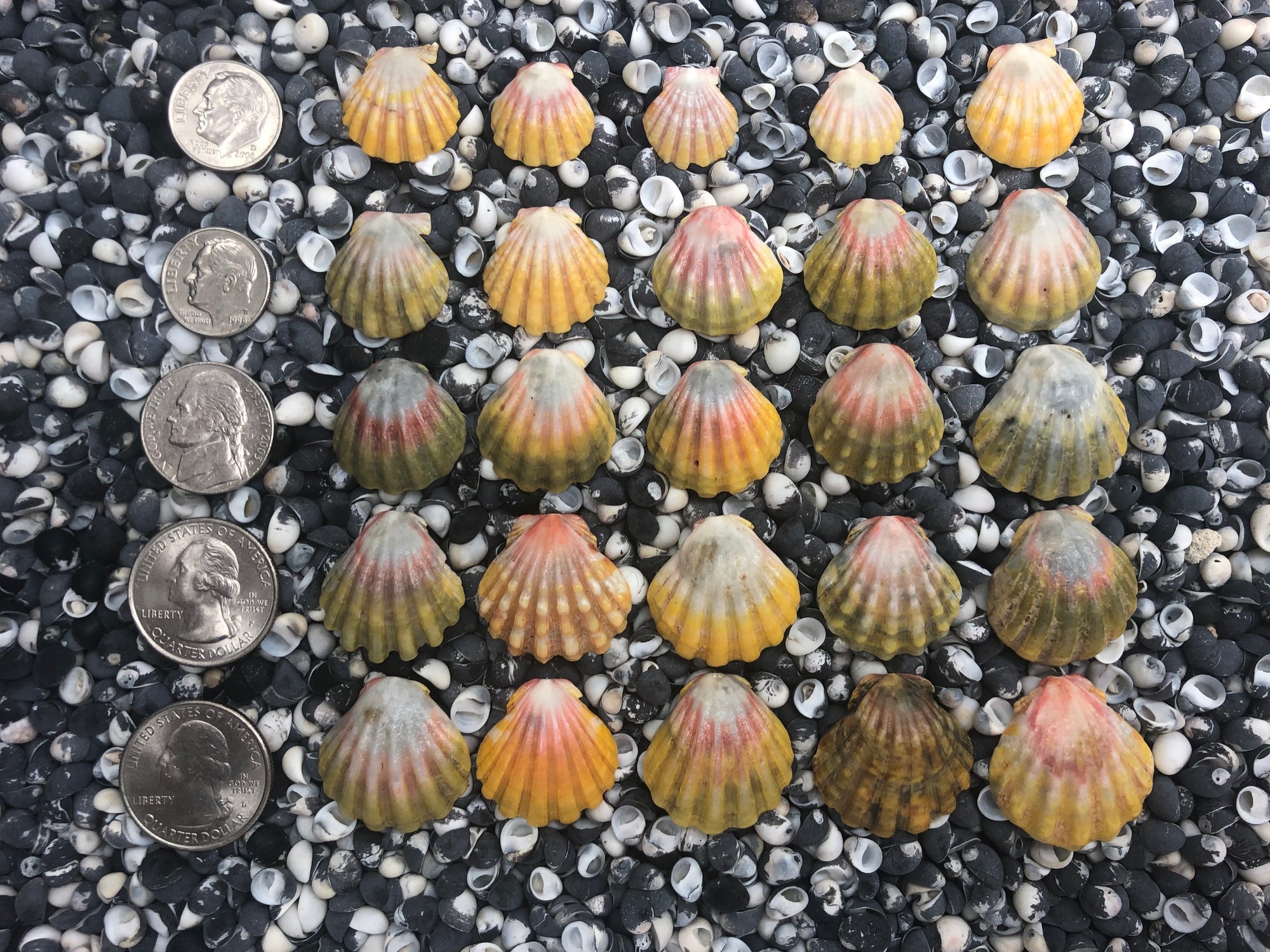 0035 lot of sunrise shells
