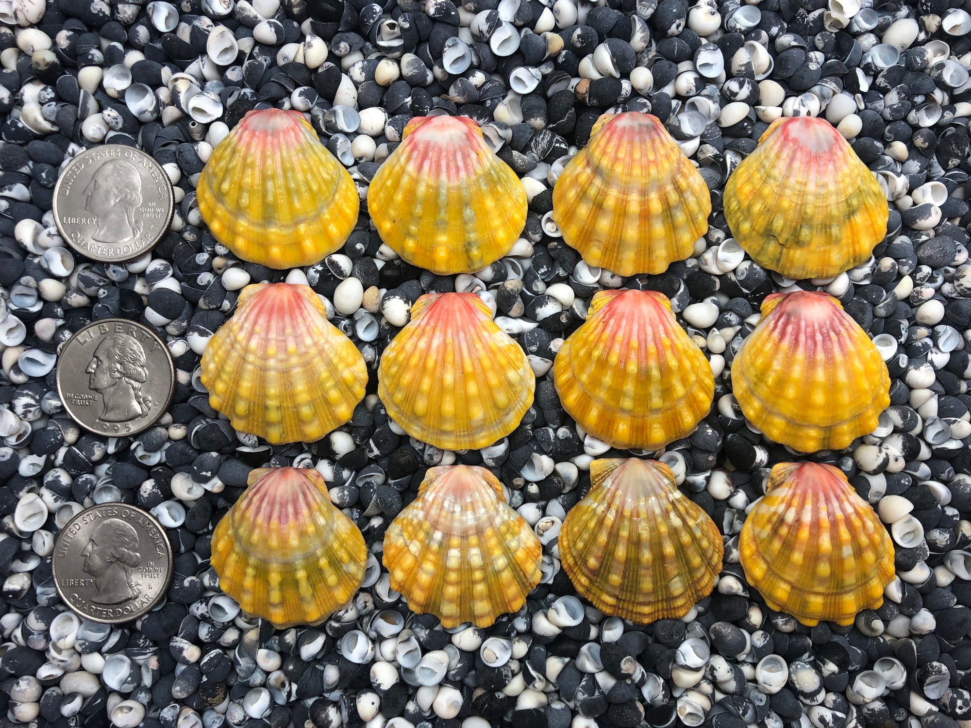 0111 lot of sunrise shells