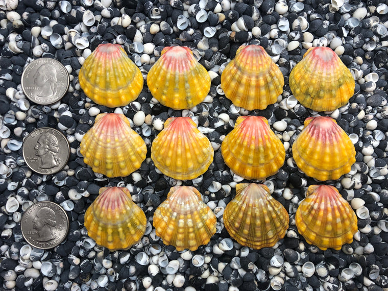 0111 lot of sunrise shells