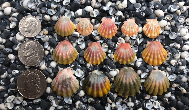 0053 lot of sunrise shells