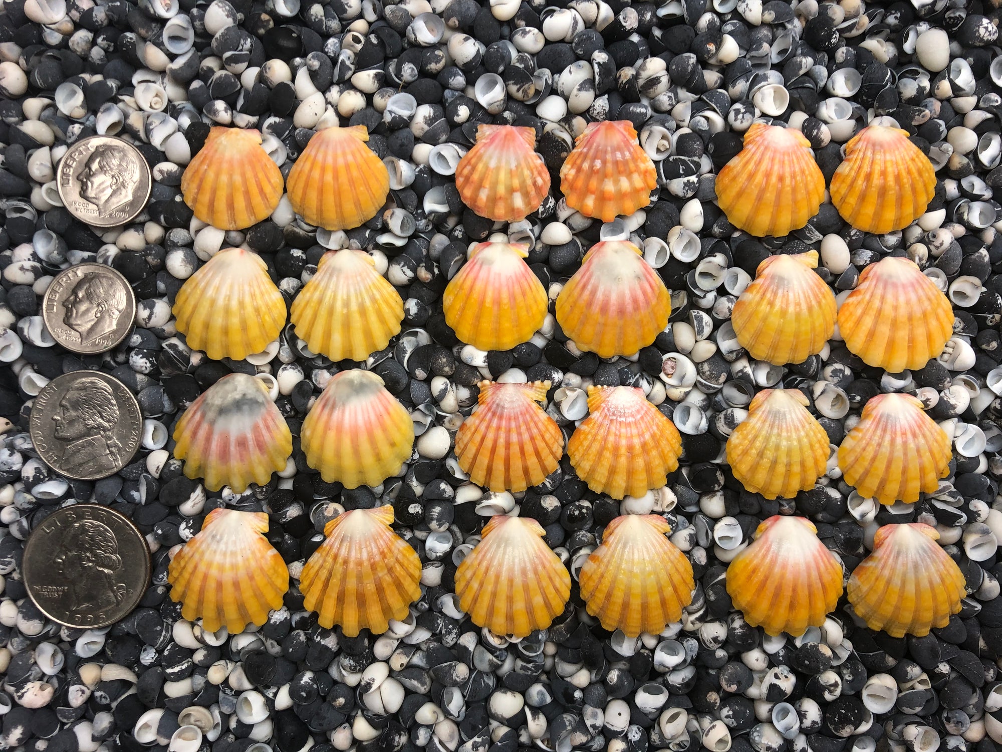 0050 lot of sunrise shells earrings