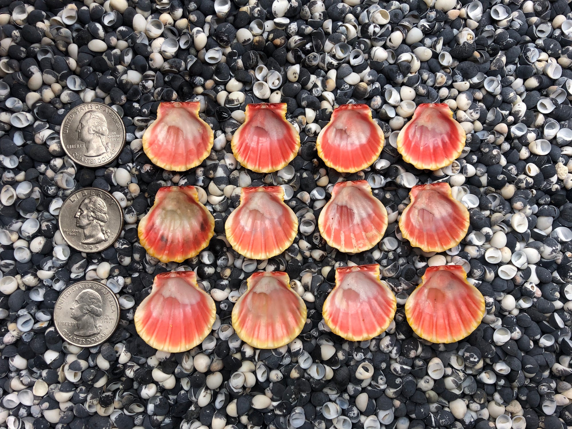 0066 lot of sunrise shells