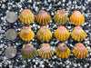 0112 lot of sunrise shells
