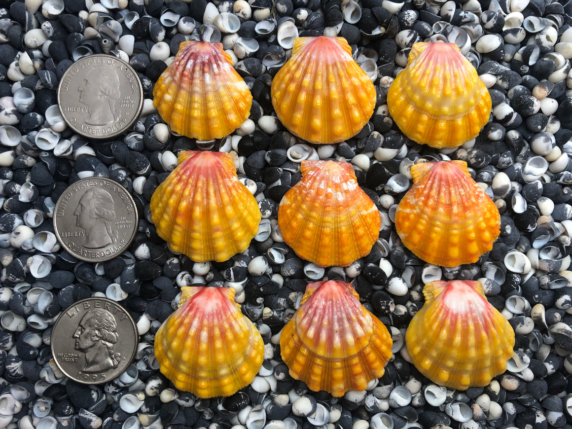 0086 lot of sunrise shells