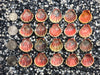 0114 lot of sunrise shells