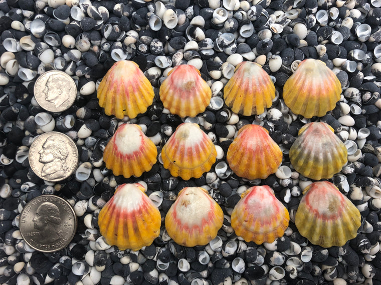 0034 lot of sunrise shells