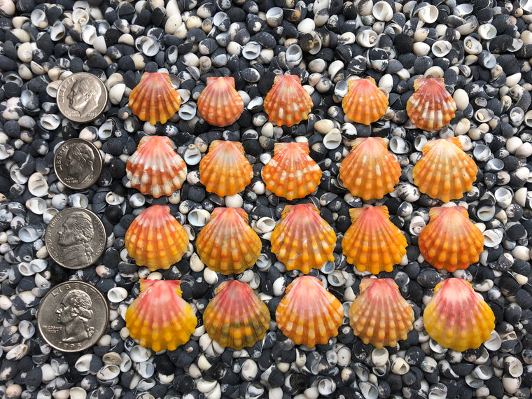 0043 lot of sunrise shells