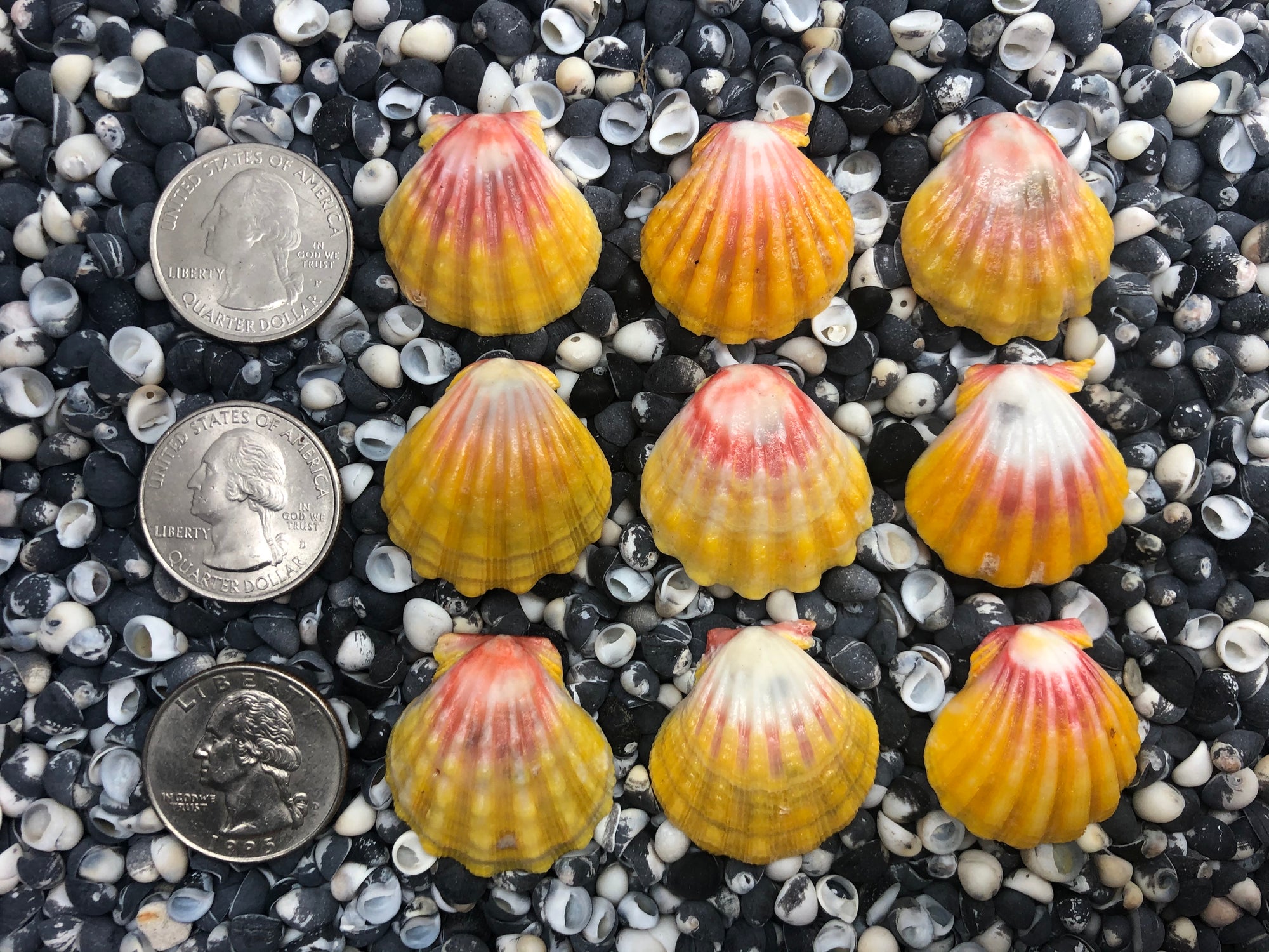 0091 lot of sunrise shells