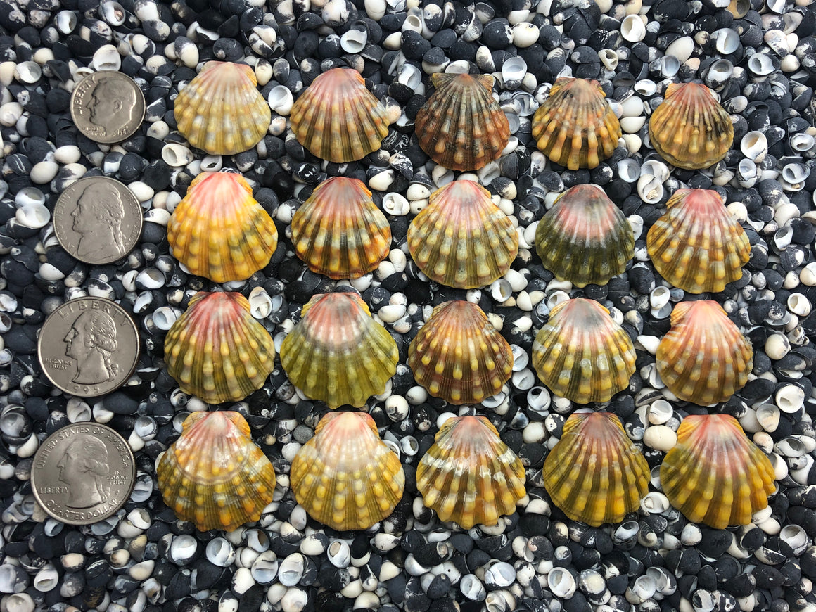 0118 lot of sunrise shells