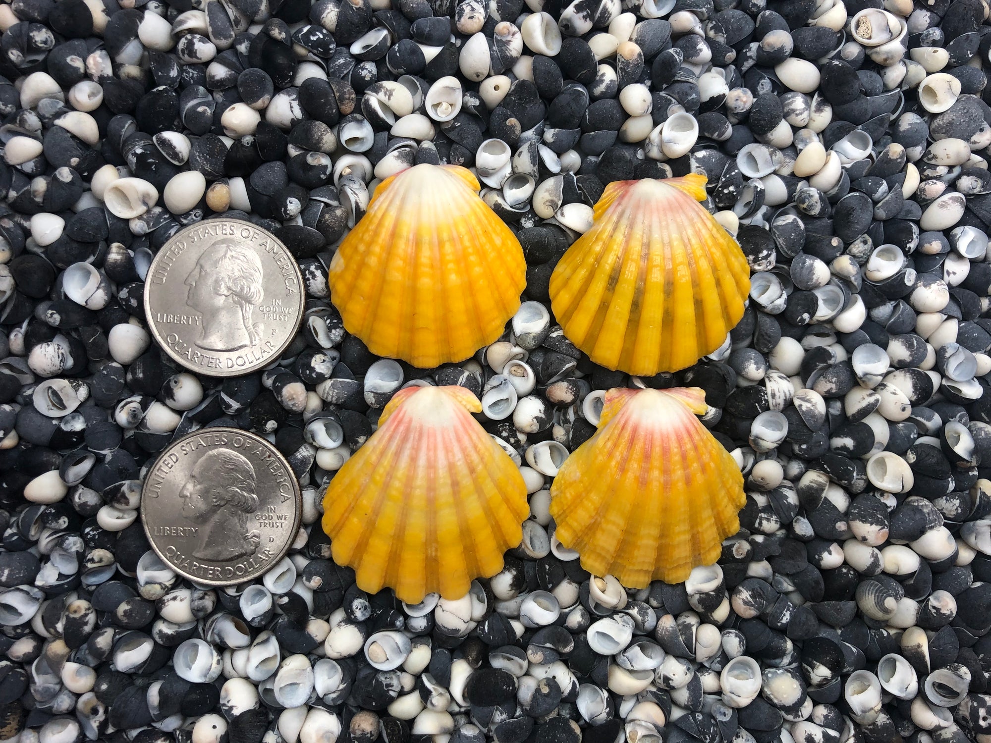 0102 lot of sunrise shells