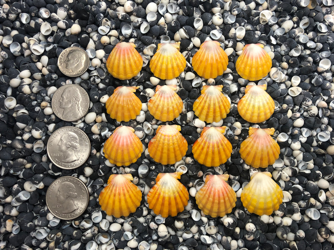 0107 lot of sunrise shells
