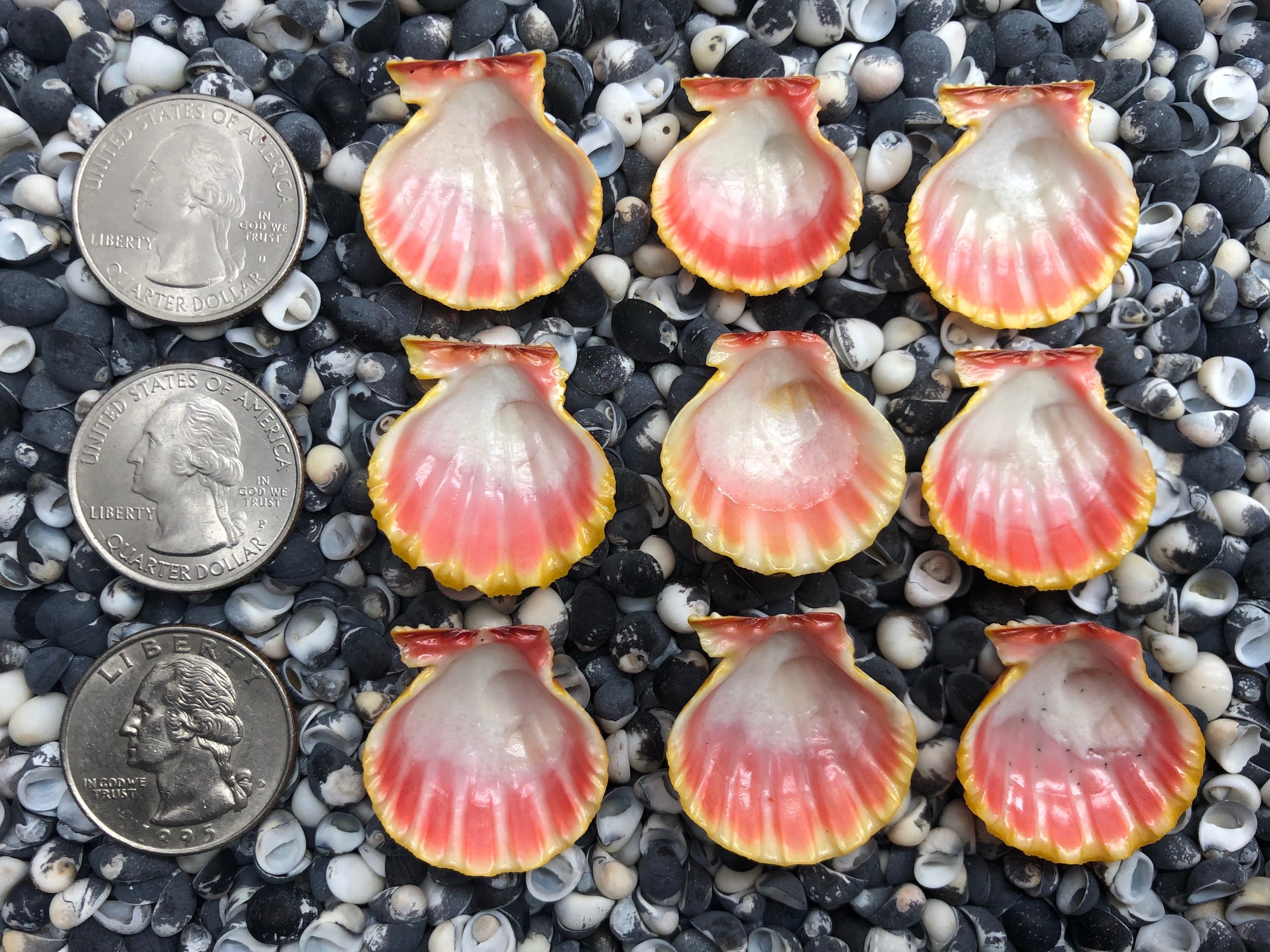 0075 lot of sunrise shells