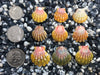 0094 lot of sunrise shells