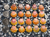 0069 lot of sunrise shells