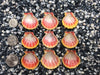 0017 lot of sunrise shells