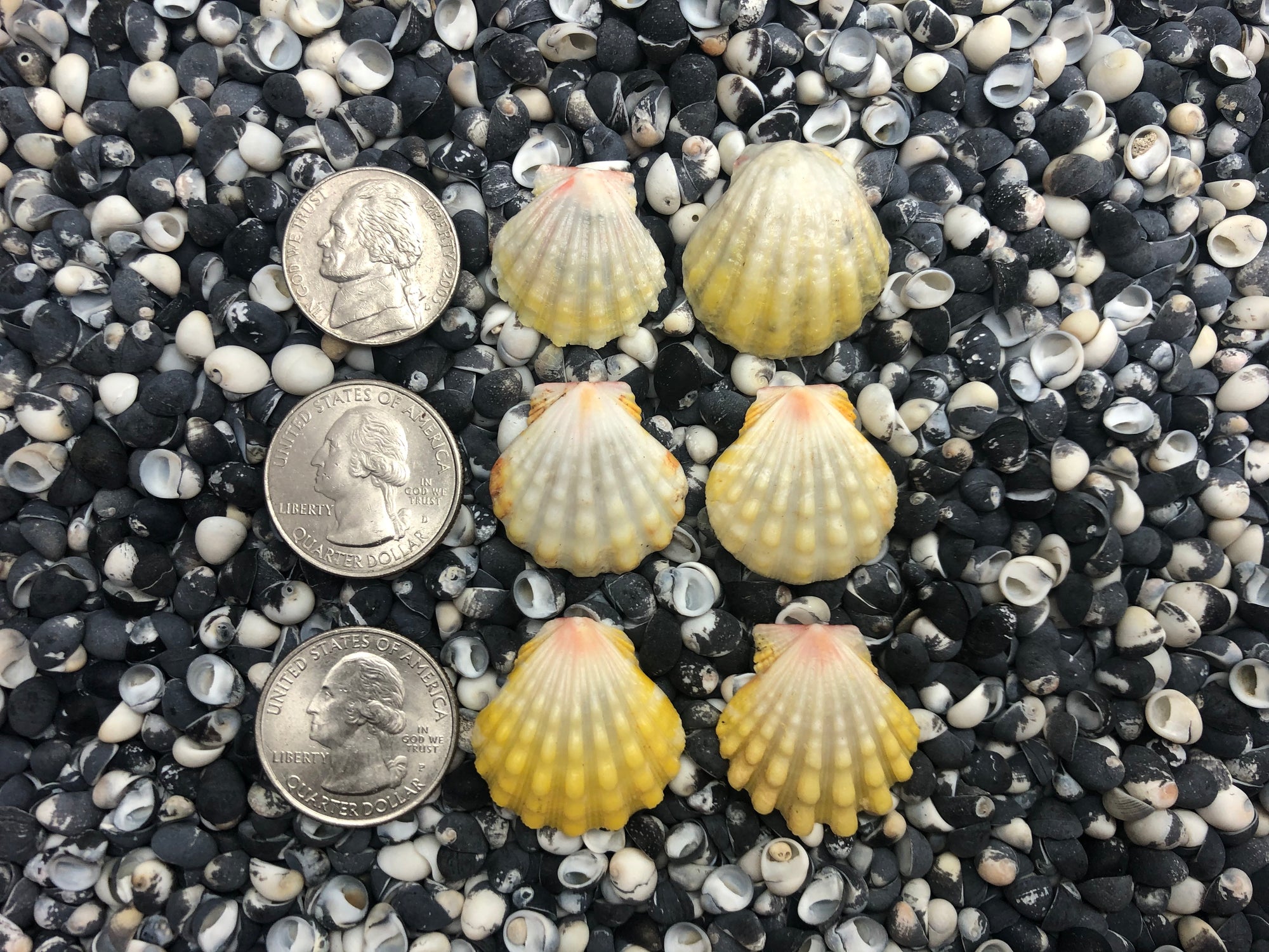 0097 lot of sunrise shells