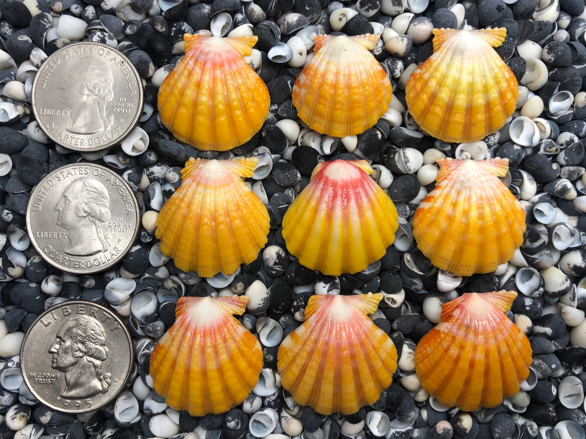 0075 lot of sunrise shells