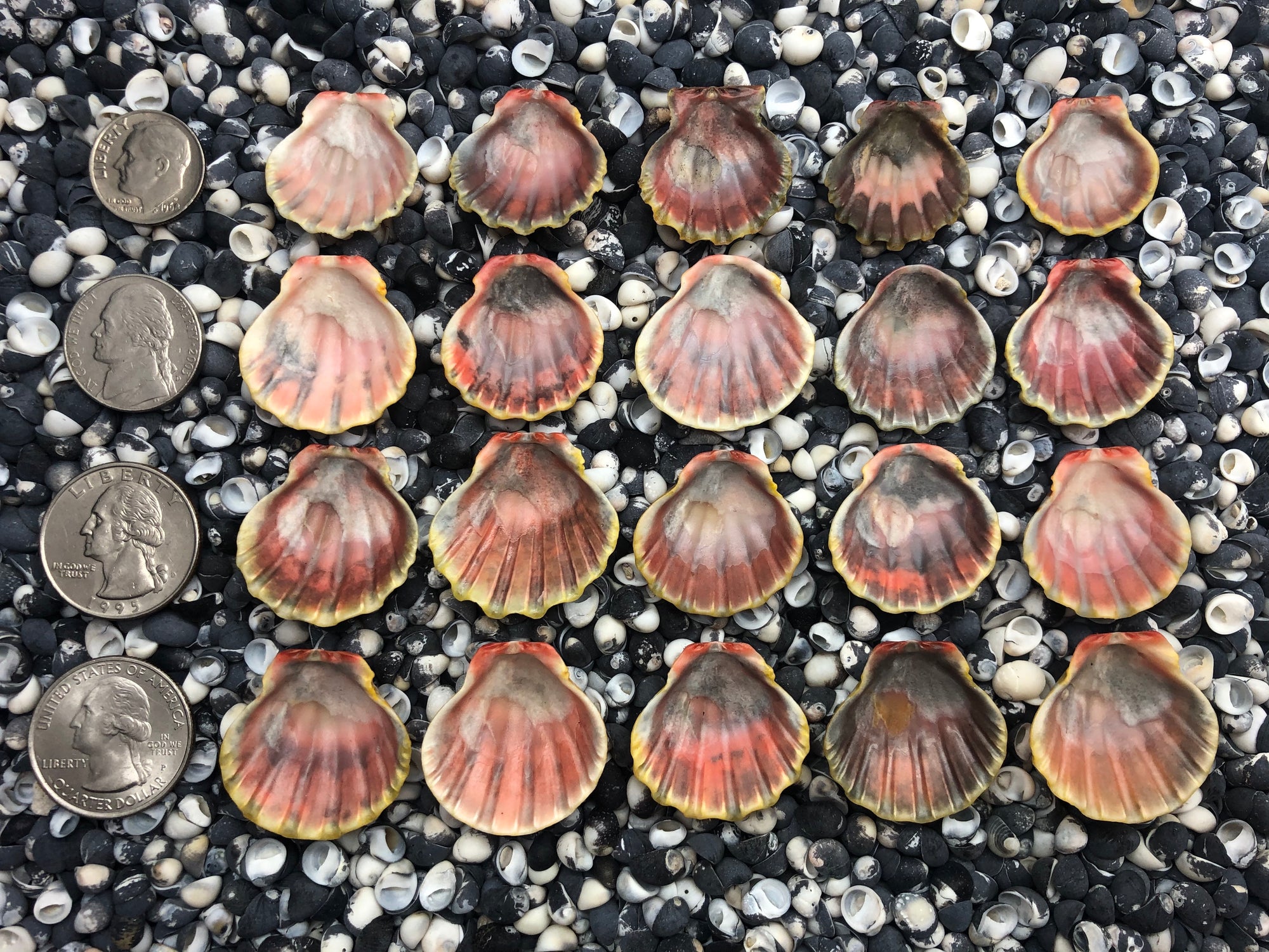 0118 lot of sunrise shells