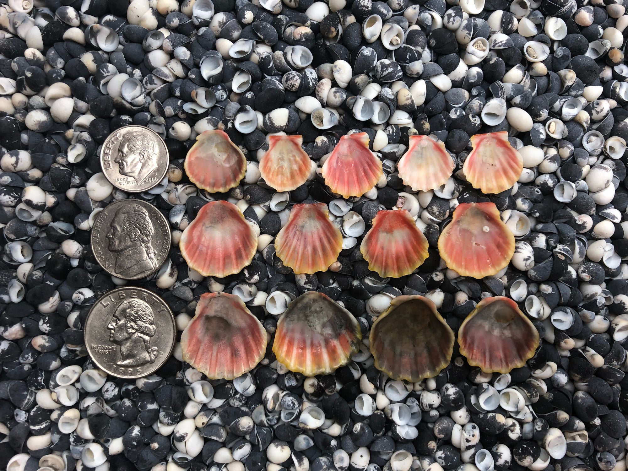 0053 lot of sunrise shells