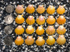 0078 lot of sunrise shells